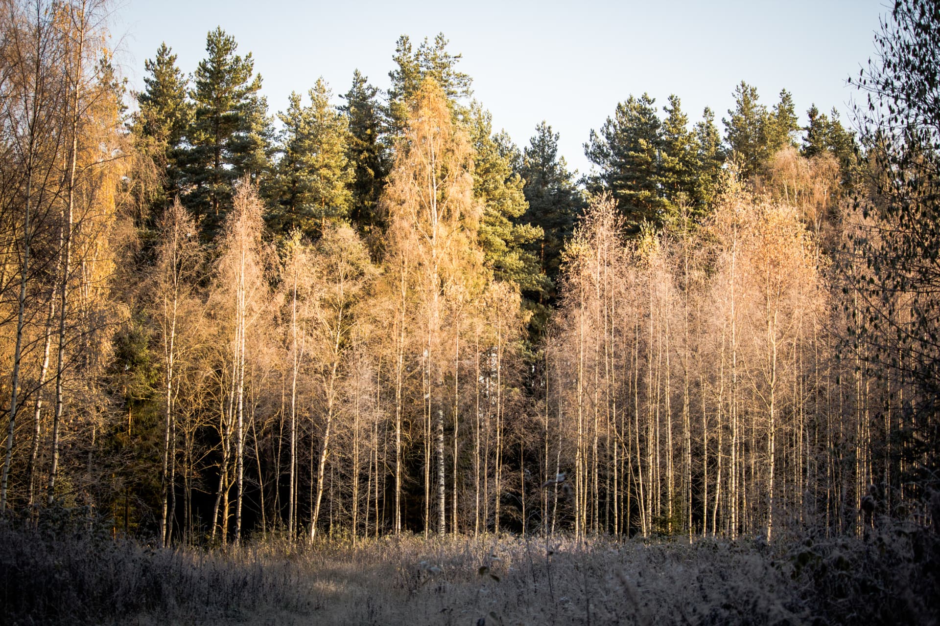 Latvian forest